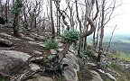 23-Aftermath of the 2009 bushfires in the Grampians